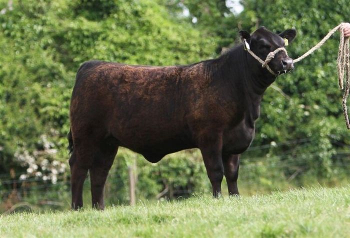 Carrick-on-Shannon Autumn Mixed Breed Show & Sale