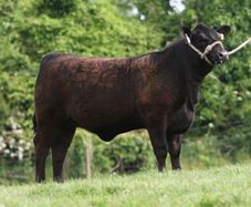 Carrick-on-Shannon Autumn Mixed Breed Show & Sale