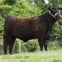 Carrick-on-Shannon Autumn Mixed Breed Show & Sale