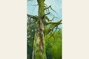 Original Oil on Canvas 20x50cm - The Tree
