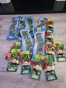 aquarium plants