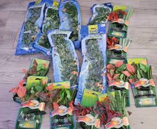 aquarium plants