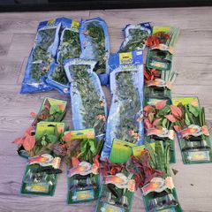 aquarium plants