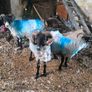 Sheep Image 6
