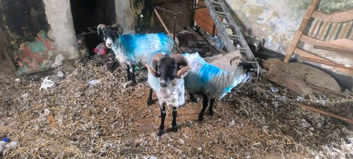 Sheep
