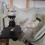 microscope Image 2
