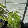 Oak tree saplings Image 3