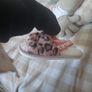 pink fluffy leopard print slippers Image 2