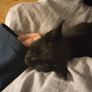 Cat for adoption Image 7
