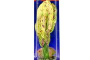 Aqua Nova Artificial Plant 30cm NP-30 SP3086