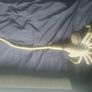 Neca Life-size Alien Egg / Predator Image 7