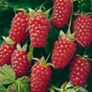 Loganberry plants (thorny variety) Image 2