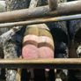 Fresh calved heifers Image 8