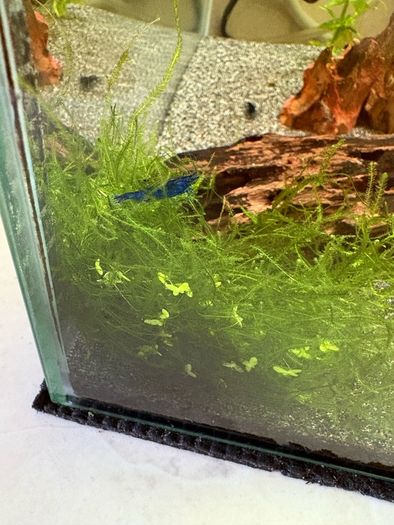 30l fishtank