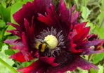 Poppy 