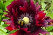 Poppy "Burgundy Frills" Seeds