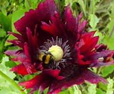 Poppy "Burgundy Frills" Seeds