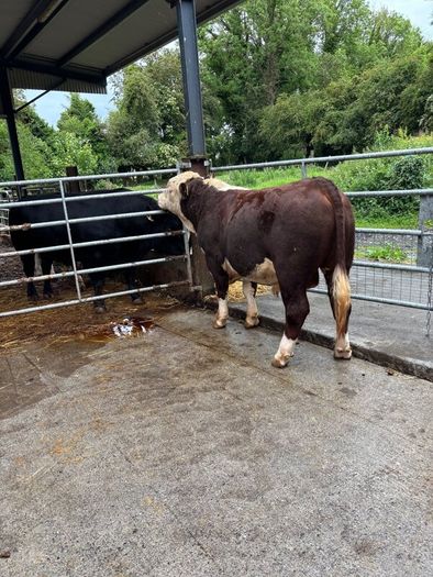 Hereford bulls Westmeath