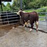 Hereford bulls Westmeath Image 2