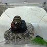 6.7 litre fish tank, filter, heater & accessories Image 2