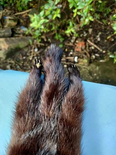 Barnardo's double pelt mink stole