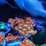 War Coral Favites Pentagone Image 2