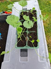 purple hollyhocks 6 pack 5 euros