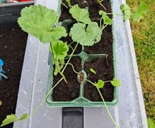 purple hollyhocks 6 pack 5 euros