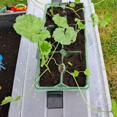 purple hollyhocks 6 pack 5 euros