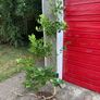 Holly tree (2m high) Image 2