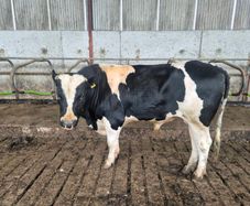 fr bull for sale