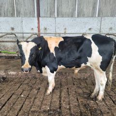 fr bull for sale