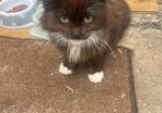Six month old kitten