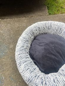 cat cushion