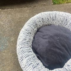 cat cushion