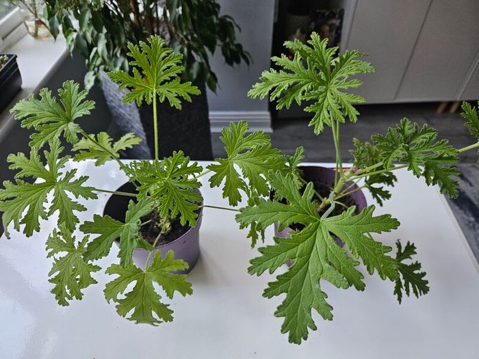 Lemon scented geranium