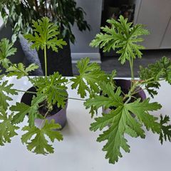 Lemon scented geranium