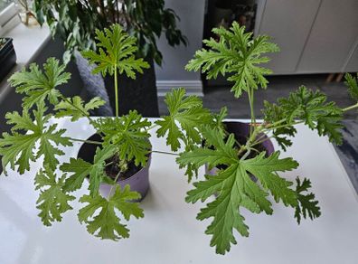 Lemon scented geranium