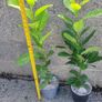 Laurel Hedging Image 2