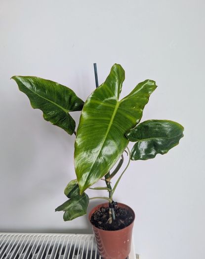 Philodendron Burle Marx Plant