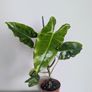 Philodendron Burle Marx Plant Image 4