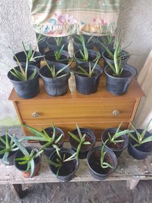 Aloe vera plants