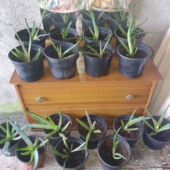 Aloe vera plants