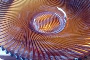 Amber Glass Bowl