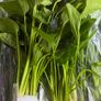 Aquarium Plants Echinodorus Gigant 80-120 cm Image 5