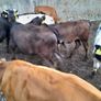 10 weanling heifers Image 8