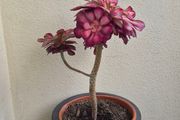 aeonium succulent for sale