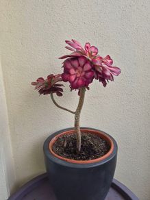 aeonium succulent for sale