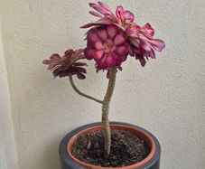 aeonium succulent for sale