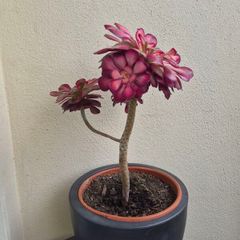 aeonium succulent for sale
